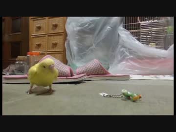 (*ﾟ∋ﾟ)ピョンピョン跳ねるセキセイインコ(ﾟ∈ﾟ*)