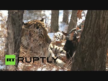 トラの餌だったはずのヤギ　なぜか友達に