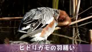 野鳥観察2015年12月06日