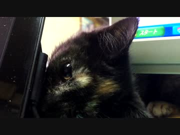 【癒し】「覗き2ｗ」 子猫の成長日記.mp4
