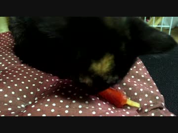 【癒し】「巻き巻き　やわらか牛すじ」 子猫の成長日記