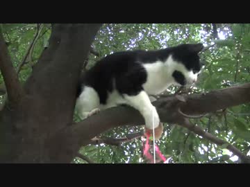ボスキトゥンとリアルキトゥン、おもちゃにめっちゃ食いつく