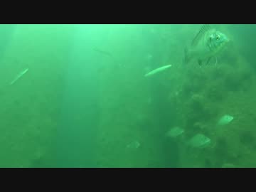 【投稿テスト】水中映像