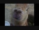人なつっこいうさぎと仲良くさせていただく