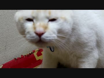 ひたすらもみもみして飽きたら寝るねこ