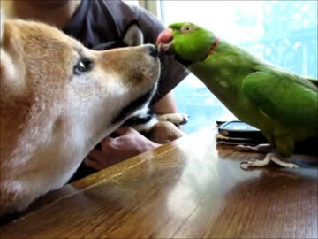 ローズ先生のワンワンレッスン（１５年１２月７日）