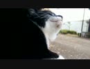 ひざの上に乗る白黒猫
