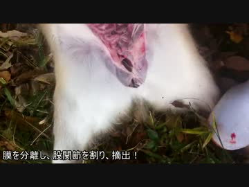 シカ罠狩猟〆めモツ抜き師匠の腕が光る回　 新米猟師ハンターライフ2-09