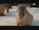 可愛いカピバラ、cute capybara-1