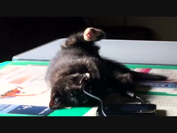 【癒し】「おいおい！」 子猫の成長日記