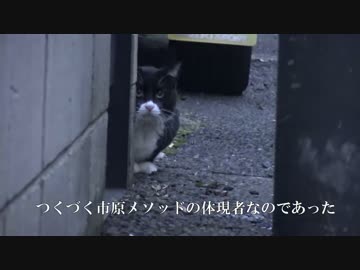 【猫ドリフ】姉さん、上！上！