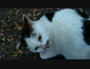 変な鳴き方をするおしゃべり猫
