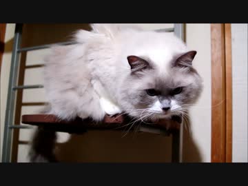 何かが気になって仕方がないねこ