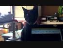 【癒し】「やめてくれーー」 子猫の成長日記