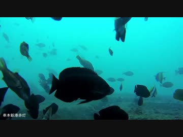 水中カメラ沈めてみた114　串本新港赤灯波止のすごい魚