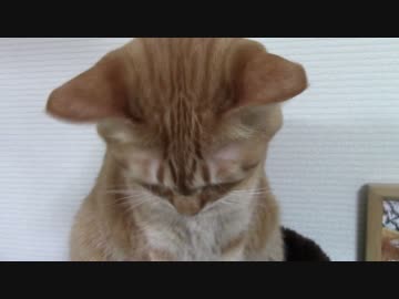 拾いねこ＠生後1251/1218日目　何も悪いことしてないけどごめんするアコ