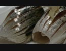 【極貧レシピNo68】このしろによる本膳料理