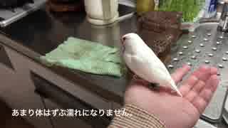 【文鳥動画】しろぶちの水浴び