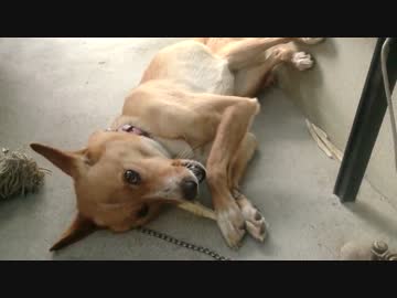 愛犬ナナと平和な日々（3年と235日目）～いつもどおり～