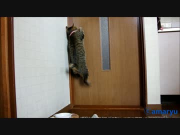 祝・猫！オープン・ザ・ドア