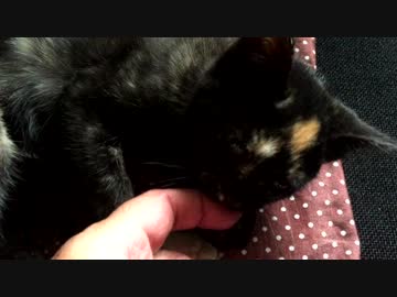 【癒し】「痛いんだからぁー」 子猫の成長日記.mp4