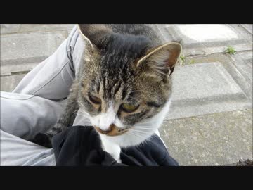 何度も膝の上に乗っかってくる人懐こい野良猫です