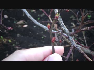 見習い農家　Lv05