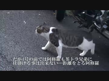 【猫】阿修羅の阿修羅が遂に阿修羅化