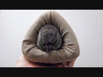 ウロコインコ：ハル【おにぎりウロコ】