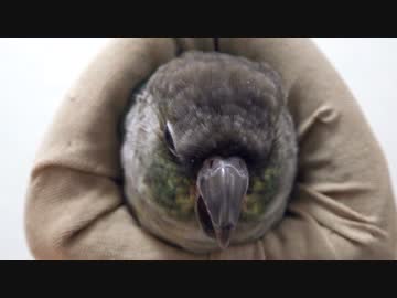 ウロコインコ：ハル【あくび】