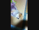 眠い
