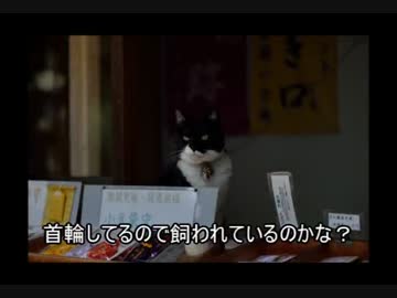 YZF-R25で神社巡り　敦賀