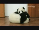 2015年12月5日中継のハイライト 小Y頭（シャオヤートゥ）の双子弟と萌萌（モンモン）の子はケンカしている。