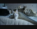 干物猫ロビン，不意打ちに失敗し散る