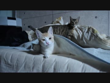 干物猫ロビン，不意打ちに失敗し散る