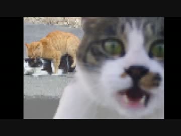 【衝撃】爆笑ネコ厳選写真集！