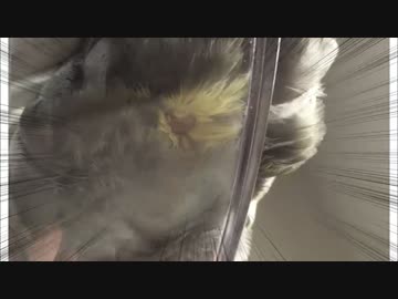 【秘境】オカメインコの尻の穴