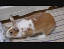 【もふもふ】突然スイッチONするうさぎ【マロ】part3