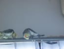 【オカメインコ】謎アタマ