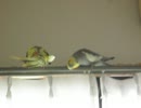 【オカメインコ】謎アタマ0