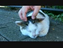 ぐったりおしゃべり猫
