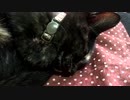 【癒し】「もう頬づえはつかない」 子猫の成長日記