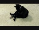 【癒し】「君は誰と戦っているんだ！」 子猫の成長日記