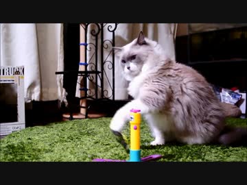 猫と蝶　～蝶の逆襲～