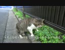 エリアでもっとも妖怪に近い猫をモフる