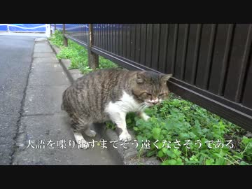 エリアでもっとも妖怪に近い猫をモフる
