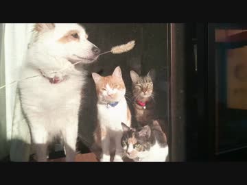 窓辺で日向ぼっこする犬とネコ