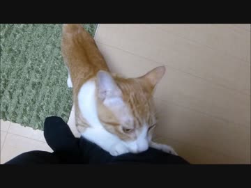 家に帰るととてつもなく甘えてきたルゥ君