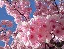 Jさんとミクさんの桜ノ雨を何の工夫もなく混ぜてみた