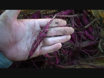 見習い農家　Lv06